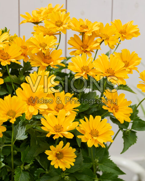 Heliopsis helianthoides Oriole Single Yellow