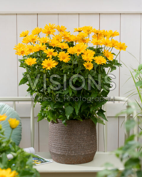 Heliopsis helianthoides Oriole Single Yellow
