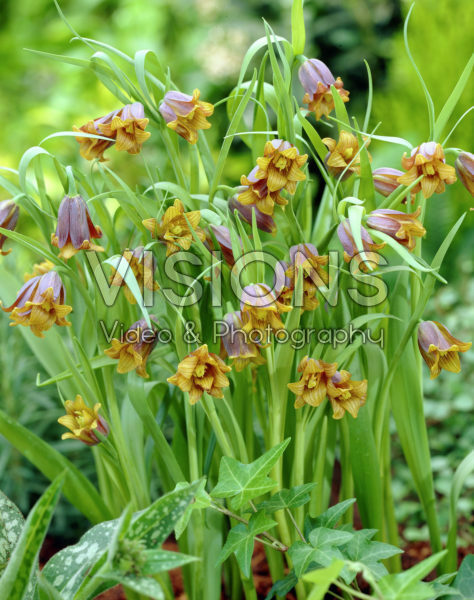Fritillaria uva-vulpis