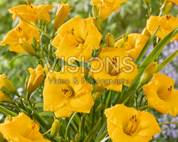 Hemerocallis Bakabana Hemerocallis Bakabana