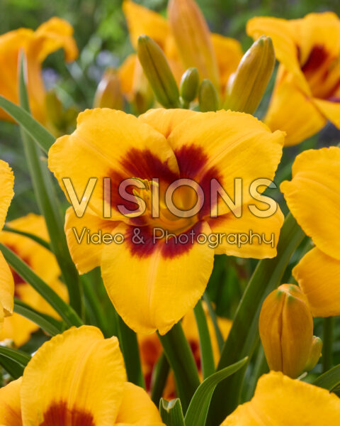Hemerocallis Black Eyed Susan Hemerocallis Black Eyed Susan