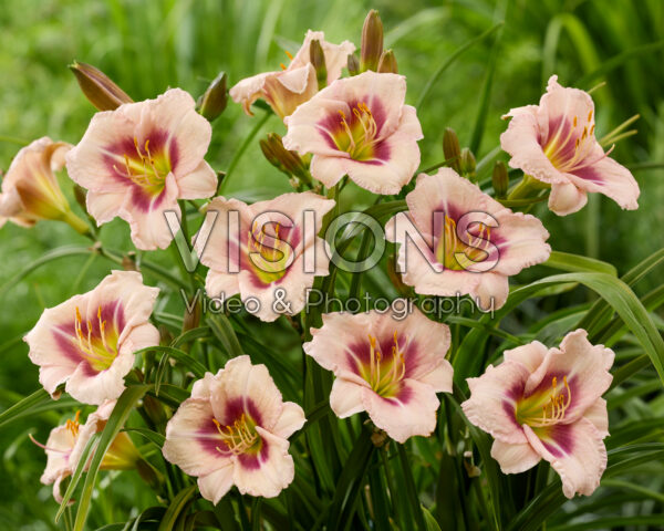 Hemerocallis Blueberry Vanilla