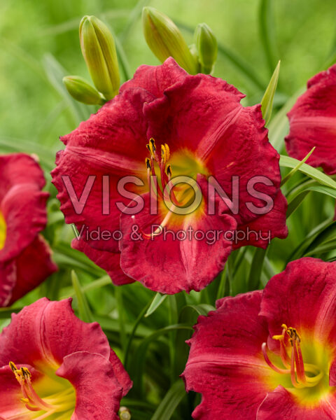 Hemerocallis Siloam Paul Watts Hemerocallis Siloam Paul Watts
