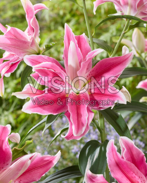 Lilium Lila Cloud Lilium Lila Cloud