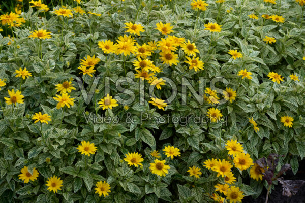 green congo variegata Philodendron Green Congo Marble variegated TC... Grower's Choice *Now In Stock* (6964P:G)