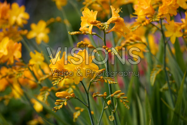 Crocosmia Walburton Yellow