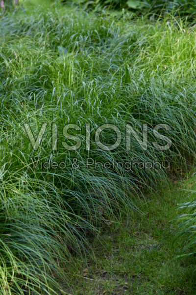 Carex lenta Osaka Carex lenta Osaka