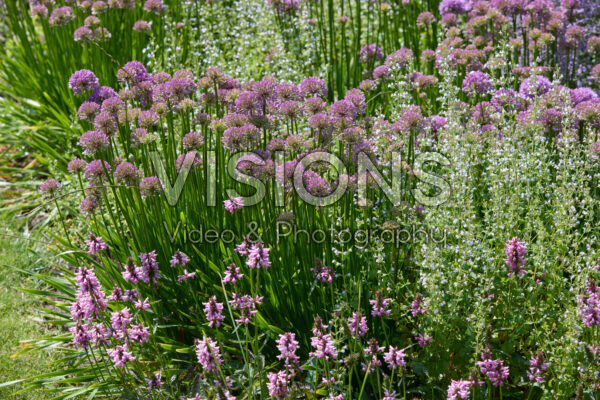 Vaste planten tuin Vaste planten tuin