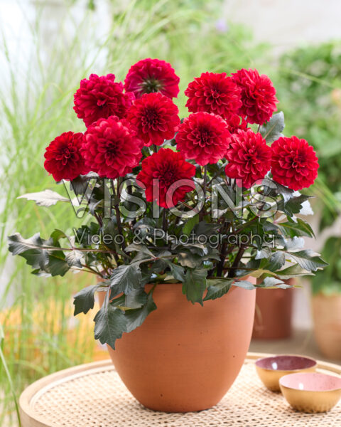 Dahlia LaBella® Grande Chocolate Red