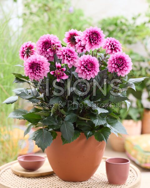 Dahlia LaBella® Grande Chocolate Rose