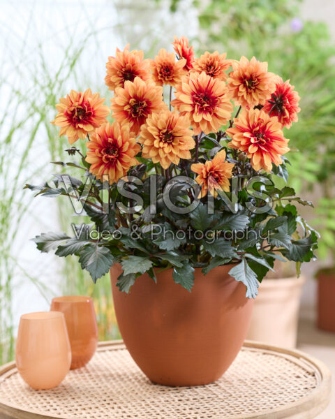 Dahlia LaBella® Grande Chocolate Amber