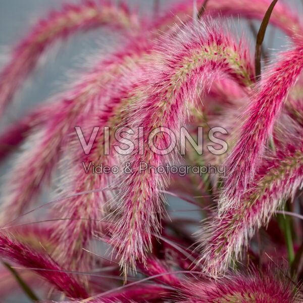 Pennisetum advena Tiny Tails