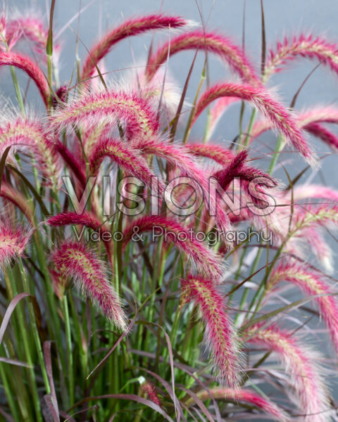Pennisetum advena Tiny Tails Pennisetum advena Tiny Tails