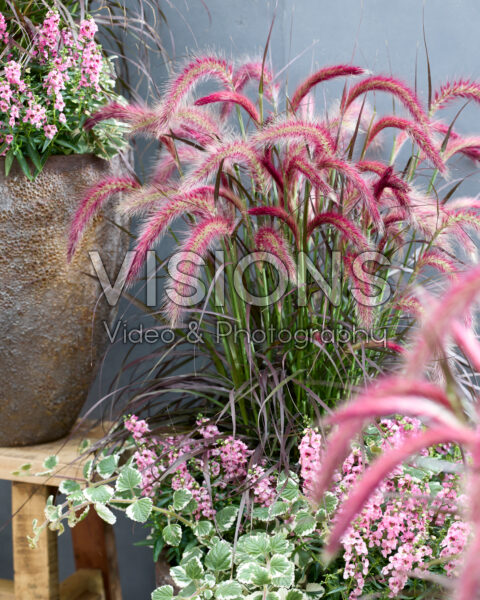 Pennisetum advena Tiny Tails Pennisetum advena Tiny Tails