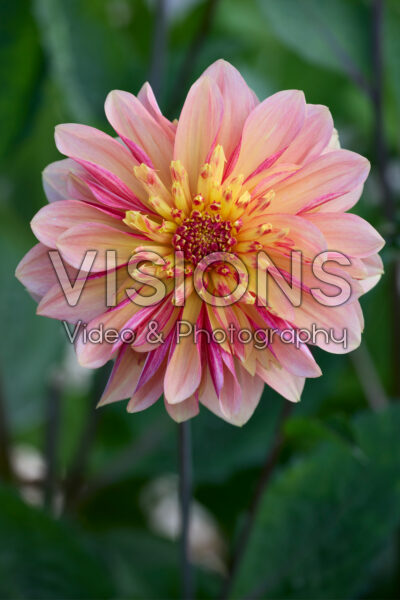 Dahlia Lava Glow Dahlia Lava Glow
