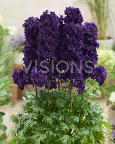 Delphinium elatum Paramo Black Velvet Delphinium elatum Paramo Black Velvet