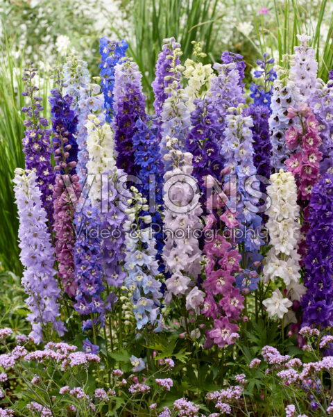 Delphinium mix Delphinium mix