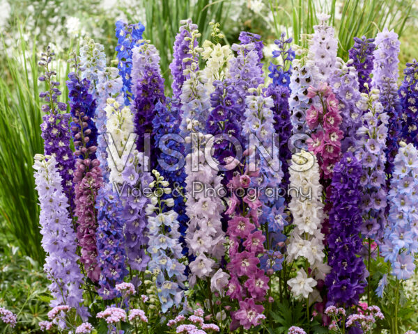 Delphinium mix Delphinium mix