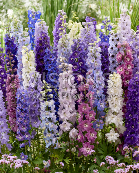 Delphinium mix Delphinium mix