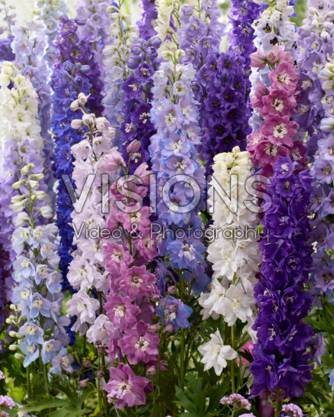 Delphinium mix Delphinium mix
