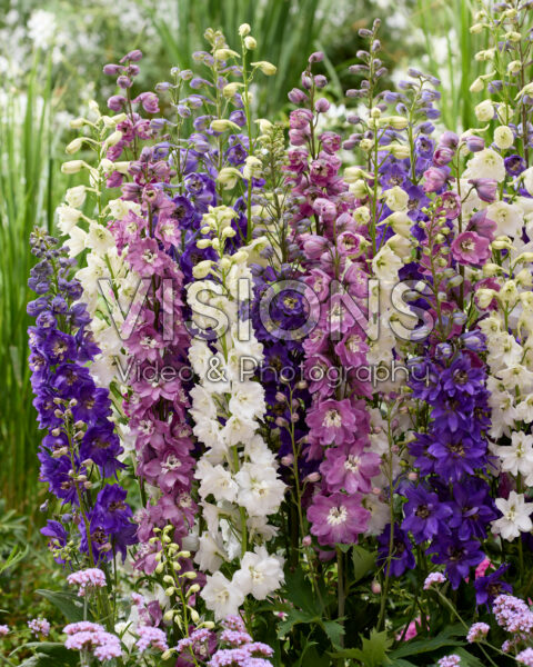 Delphinium mix Delphinium mix
