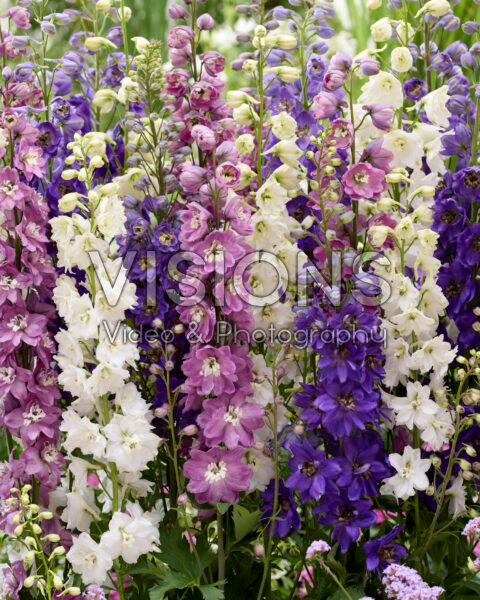 Delphinium mix
