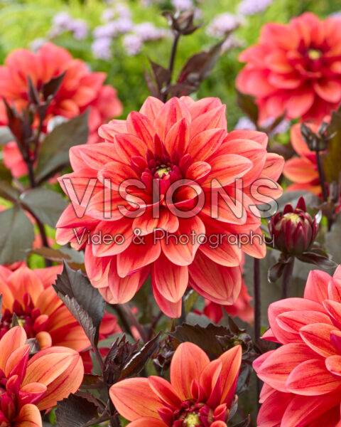 Dahlia GB 14 Dahlia GB 14