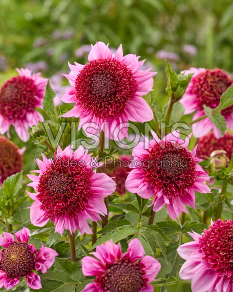 Dahlia Raspberry Puff