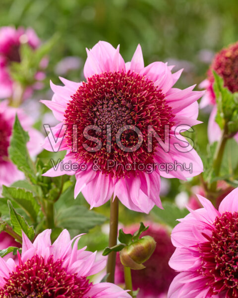 Dahlia Raspberry Puff