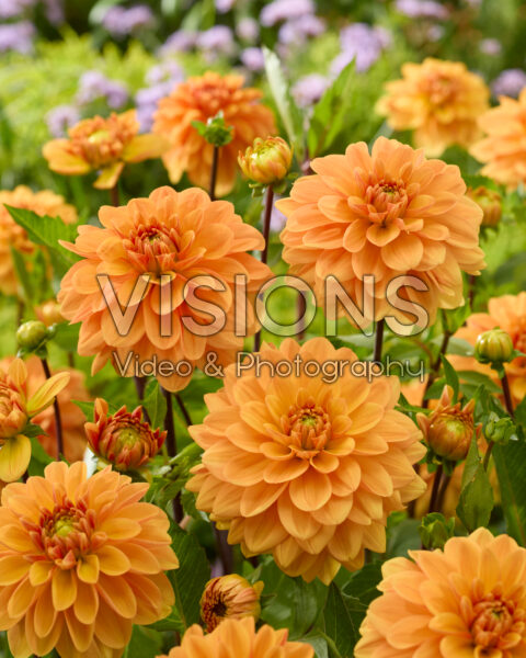 Dahlia Hollands Glorie