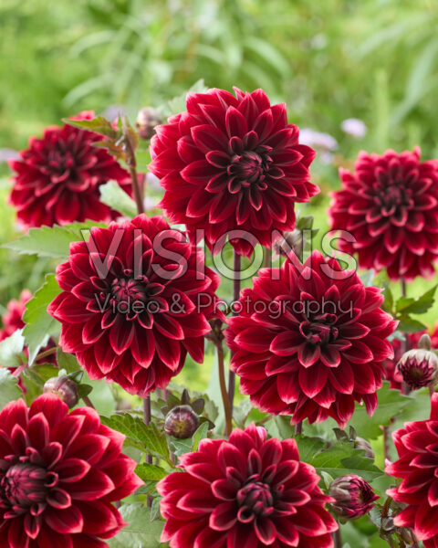 Dahlia Sissinghurst