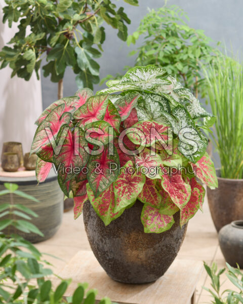 Caladium combination