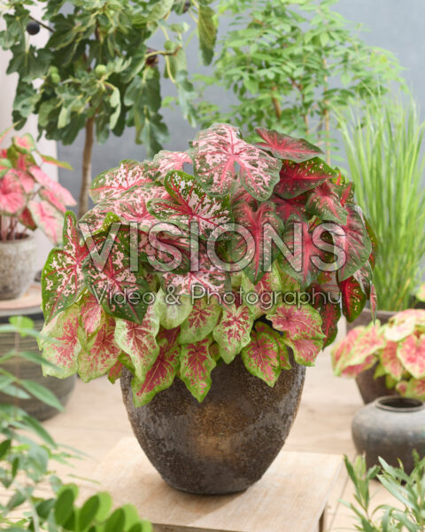 Caladium combinatie