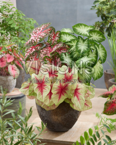 Caladium combinatie