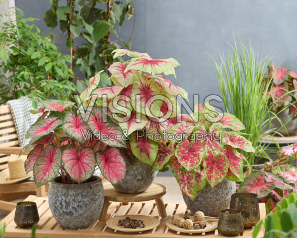 Caladium combinatie