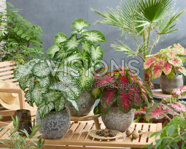 Caladium combinatie