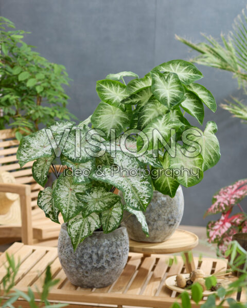 Caladium combinatie