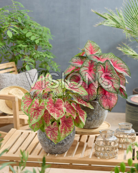 Caladium combinatie