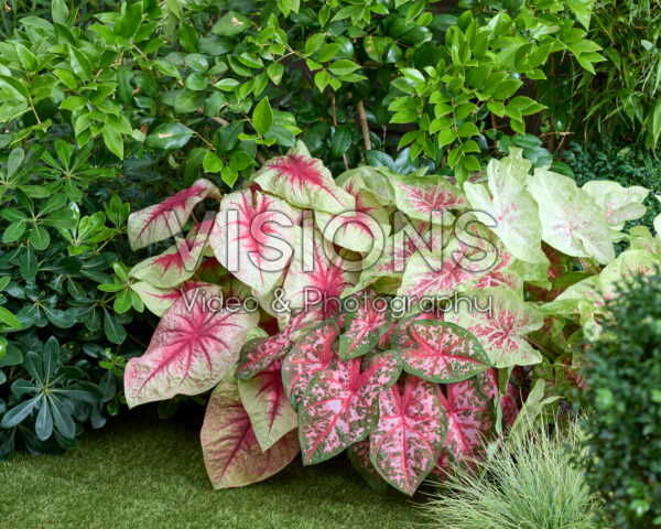 Caladium combinatie