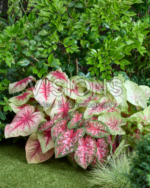 Caladium combinatie