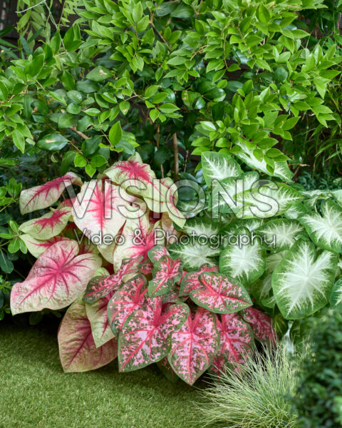 Caladium combinatie