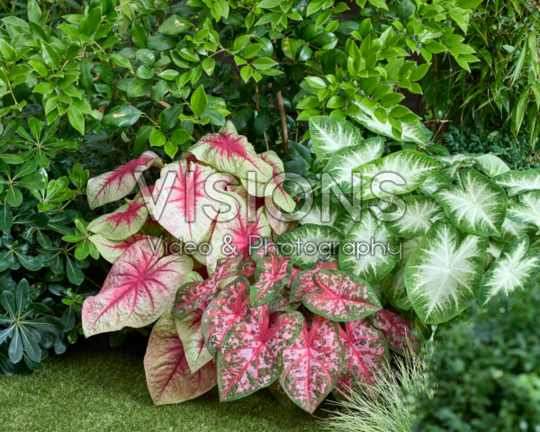 Caladium combinatie