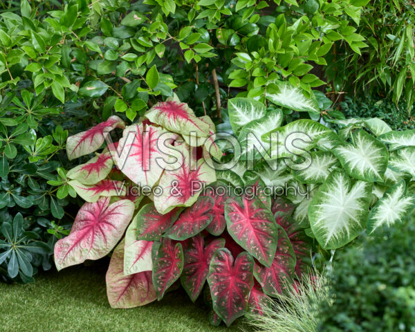 Caladium combinatie