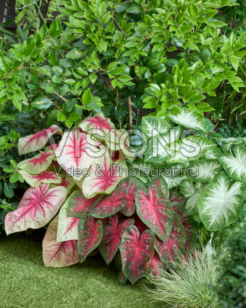 Caladium combinatie