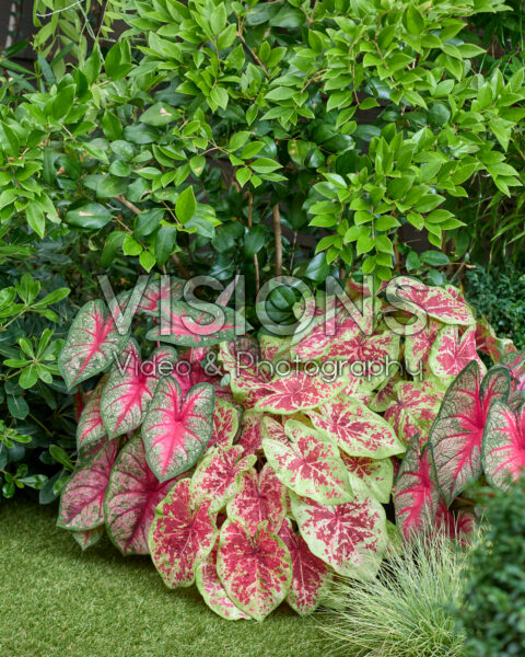 Caladium combinatie