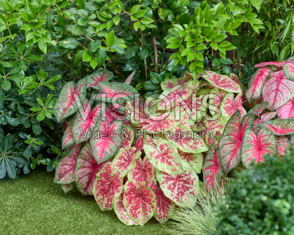 Caladium combination