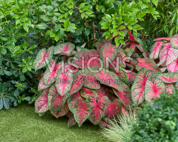 Caladium combination