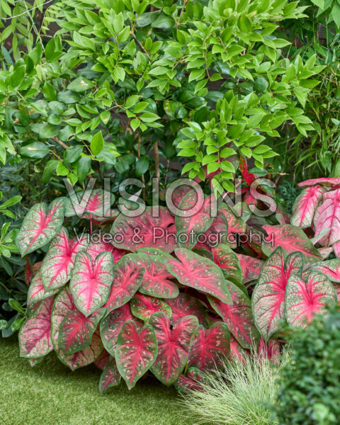 Caladium combinatie