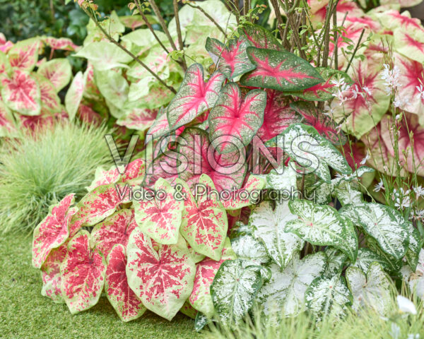 Caladium combination