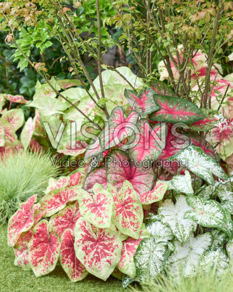 Caladium combinatie